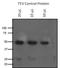 TEV Cleavage Site antibody, NBP2-37831, Novus Biologicals, Western Blot image 