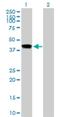 Inhibin Subunit Beta E antibody, H00083729-B02P, Novus Biologicals, Western Blot image 