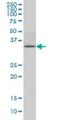 Cytokine Induced Apoptosis Inhibitor 1 antibody, H00057019-M01, Novus Biologicals, Western Blot image 