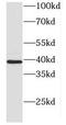 DnaJ Heat Shock Protein Family (Hsp40) Member B5 antibody, FNab02451, FineTest, Western Blot image 