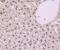 Nuclear Factor I B antibody, NBP2-76899, Novus Biologicals, Immunohistochemistry frozen image 