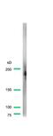 Dysferlin antibody, GTX15108, GeneTex, Western Blot image 