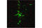 Tryptophan Hydroxylase 2 antibody, 51124S, Cell Signaling Technology, Immunofluorescence image 