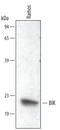 BCL2 Interacting Killer antibody, AF5474, R&D Systems, Western Blot image 