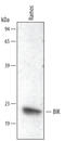 BCL2 Interacting Killer antibody, AF5474, R&D Systems, Western Blot image 