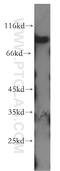 Amyloid Beta Precursor Protein Binding Family B Member 2 antibody, 13177-1-AP, Proteintech Group, Western Blot image 