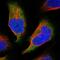 Chromosome 11 Open Reading Frame 45 antibody, NBP1-81900, Novus Biologicals, Immunofluorescence image 