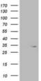 Oxidoreductase NAD Binding Domain Containing 1 antibody, NBP2-00916, Novus Biologicals, Western Blot image 