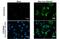 Zika Virus antibody, GTX133314, GeneTex, Immunofluorescence image 