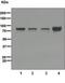Hyaluronan Mediated Motility Receptor antibody, ab108339, Abcam, Western Blot image 