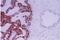 Apurinic/Apyrimidinic Endodeoxyribonuclease 1 antibody, PA1-16500, Invitrogen Antibodies, Immunohistochemistry frozen image 