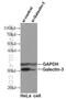 Galectin 3 antibody, 60207-1-Ig, Proteintech Group, Western Blot image 