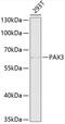 Paired Box 3 antibody, 15-273, ProSci, Western Blot image 