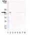 Heat Shock Protein Family A (Hsp70) Member 8 antibody, MBS565298, MyBioSource, Western Blot image 