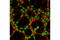 DNA Polymerase Delta Interacting Protein 3 antibody, 5439S, Cell Signaling Technology, Immunofluorescence image 