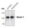 Ataxin 1 antibody, PA5-17094, Invitrogen Antibodies, Western Blot image 