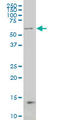 Nuclear Receptor Coactivator 4 antibody, LS-C133533, Lifespan Biosciences, Western Blot image 