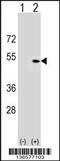 Pleckstrin Homology Domain Containing A1 antibody, 59-729, ProSci, Western Blot image 