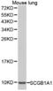 Secretoglobin Family 1A Member 1 antibody, LS-C331660, Lifespan Biosciences, Western Blot image 