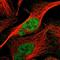 Cyclin E1 antibody, HPA018169, Atlas Antibodies, Immunofluorescence image 