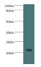 H1 Histone Family Member 0 antibody, LS-C375866, Lifespan Biosciences, Western Blot image 