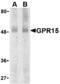 G Protein-Coupled Receptor 15 antibody, 2101, QED Bioscience, Western Blot image 