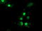 Leukocyte Receptor Cluster Member 1 antibody, LS-C173055, Lifespan Biosciences, Immunofluorescence image 