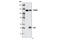 Minichromosome Maintenance Complex Component 2 antibody, 4007S, Cell Signaling Technology, Immunoprecipitation image 
