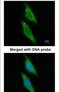 Aryl Hydrocarbon Receptor Interacting Protein antibody, PA5-22128, Invitrogen Antibodies, Immunofluorescence image 