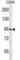 Piezo Type Mechanosensitive Ion Channel Component 2 antibody, abx028732, Abbexa, Western Blot image 