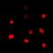 T-Box 1 antibody, orb318926, Biorbyt, Immunofluorescence image 