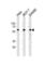 Kruppel Like Factor 4 antibody, abx031663, Abbexa, Western Blot image 