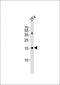 Tetraspanin 13 antibody, orb2715, Biorbyt, Western Blot image 