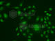 ERCC Excision Repair 1, Endonuclease Non-Catalytic Subunit antibody, A5291, ABclonal Technology, Immunofluorescence image 
