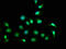 Copine 7 antibody, CSB-PA866203LA01HU, Cusabio, Immunofluorescence image 