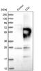 CD2 Molecule antibody, NBP1-87005, Novus Biologicals, Western Blot image 
