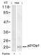 p21 antibody, GTX50490, GeneTex, Western Blot image 