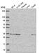Golgi Phosphoprotein 3 antibody, NBP2-58286, Novus Biologicals, Western Blot image 