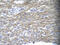 Mesenchyme Homeobox 1 antibody, ARP32697_P050, Aviva Systems Biology, Immunohistochemistry frozen image 