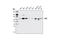 Serum Response Factor antibody, 5147P, Cell Signaling Technology, Western Blot image 