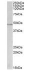 Isocitrate Dehydrogenase (NADP(+)) 1, Cytosolic antibody, orb125098, Biorbyt, Western Blot image 