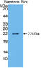 Epiregulin antibody, MBS2028562, MyBioSource, Western Blot image 