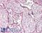 Claudin 6 antibody, LS-C674063, Lifespan Biosciences, Immunohistochemistry paraffin image 