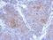 Protocadherin 10 antibody, NBP2-19719, Novus Biologicals, Immunohistochemistry paraffin image 