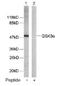 Glycogen Synthase Kinase 3 Alpha antibody, NB100-81943, Novus Biologicals, Western Blot image 
