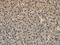 Developmentally Regulated GTP Binding Protein 1 antibody, CSB-PA248125, Cusabio, Immunohistochemistry frozen image 