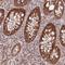 Centrosomal Protein 70 antibody, HPA036942, Atlas Antibodies, Immunohistochemistry frozen image 
