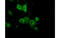 Protein Kinase CAMP-Dependent Type II Regulatory Subunit Alpha antibody, MBS837848, MyBioSource, Immunofluorescence image 