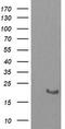 HRas Proto-Oncogene, GTPase antibody, TA505666AM, Origene, Western Blot image 