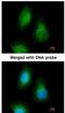 Selenide, water dikinase 2 antibody, NBP1-32645, Novus Biologicals, Immunofluorescence image 